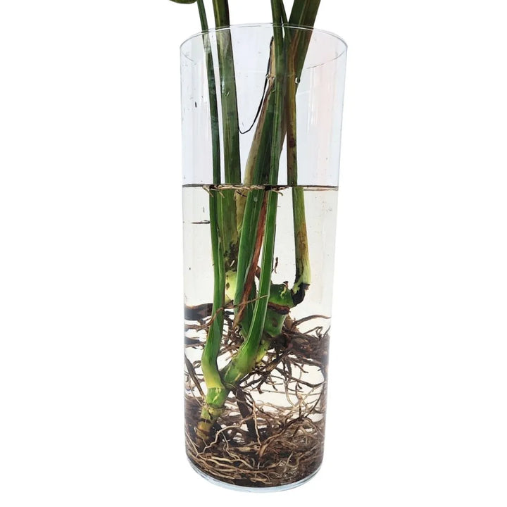 Primo piano delle radici immerse in acqua in vaso cilindrico trasparente