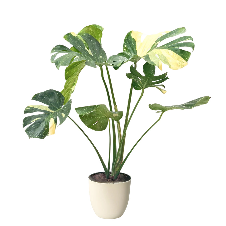 Monstera Thai Constellation in vaso avorio, pianta da interno con foglie variegate verde e crema