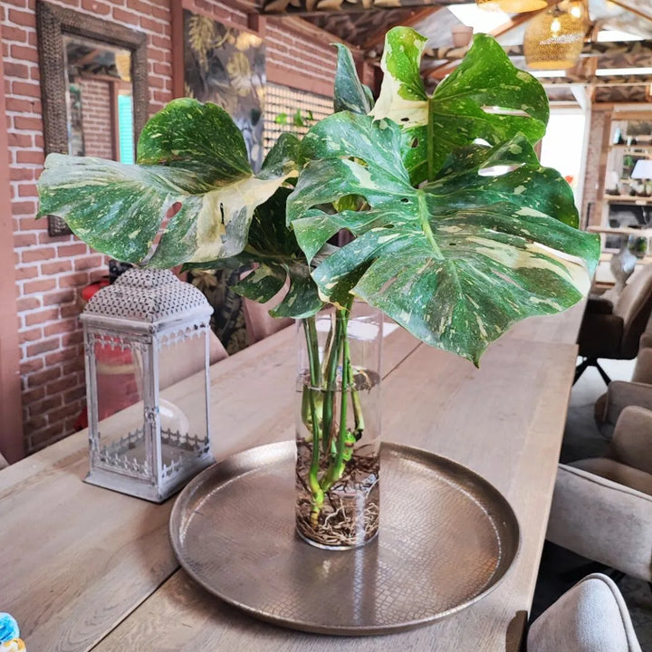 Pianta con foglie variegate in vaso cilindrico trasparente posta su vassoio al centro di un tavolo.