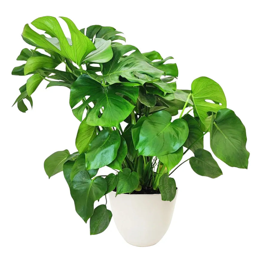 Pianta con foglie verde intenso messa in un vaso di colore bianco 