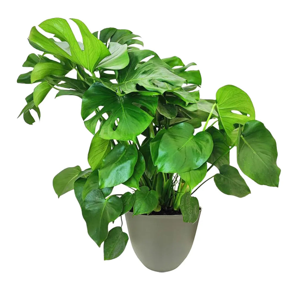 Pianta con foglie verde intenso messa in un vaso di colore verde rosmarino 