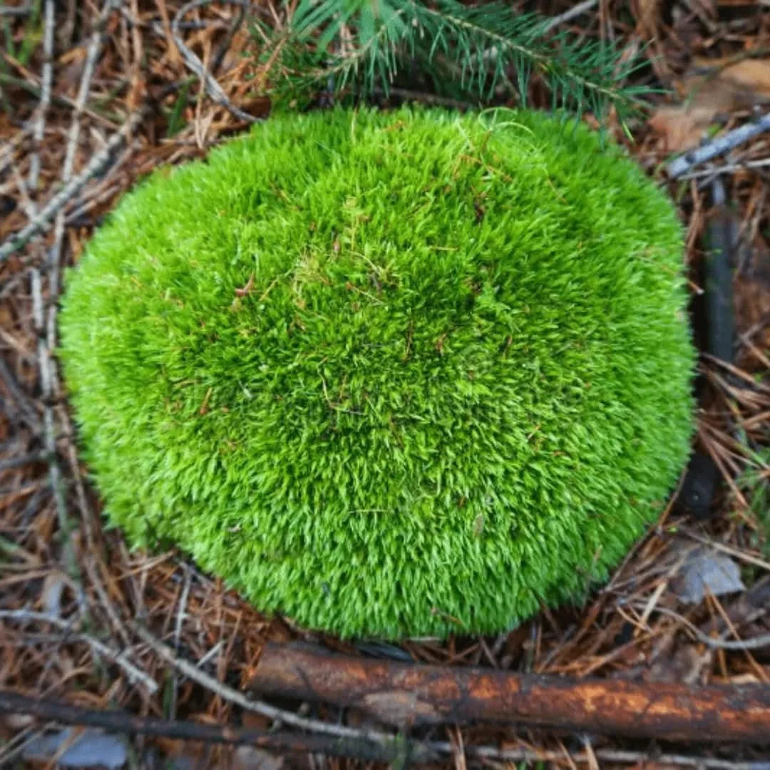 Muschio Vero Leucobryum Glaucum - Confezione da 4 Zolle - i Giardini di Giulia