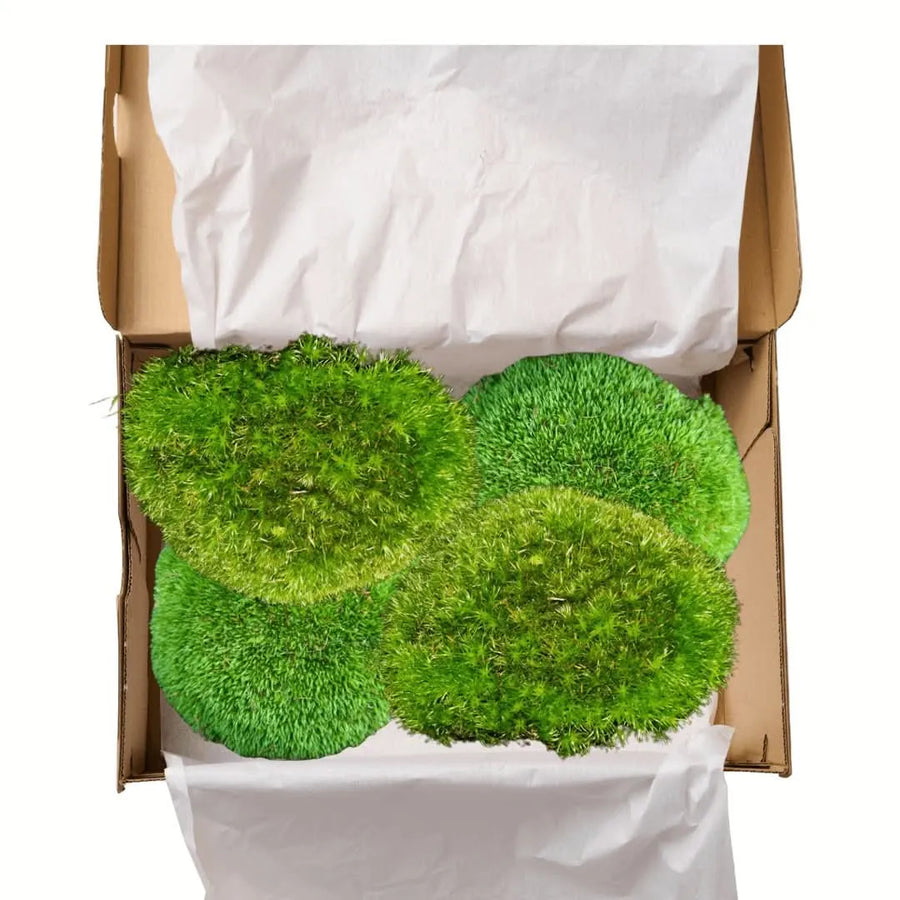 Zolle di Muschio Vero Leucobryum Glaucum in confezione da 4, disposte in una scatola eco-friendly con carta protettiva – ideale per terrari e decorazioni naturali.