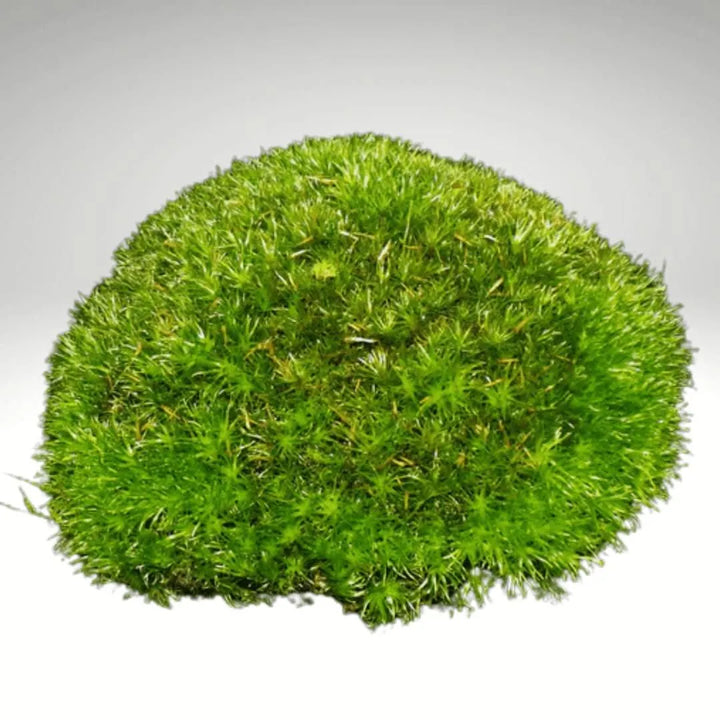 Zolla di Muschio Vero Leucobryum Glaucum a forma tondeggiante, con consistenza soffice e colorazione verde brillante, ideale per terrari e decorazioni naturali.