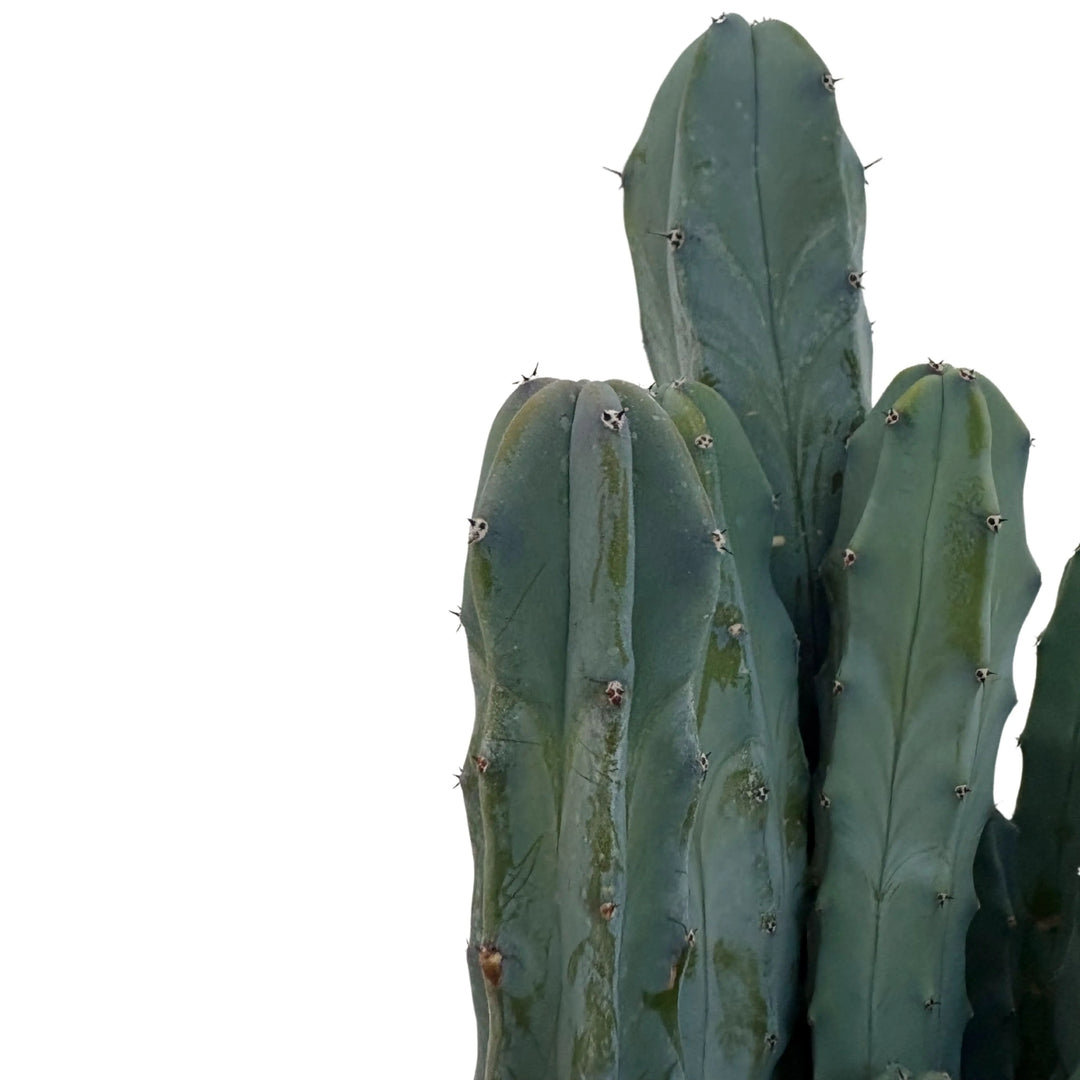 Dettaglio ravvicinato del Myrtillocactus Geometrizans con costolature verdi-blu




