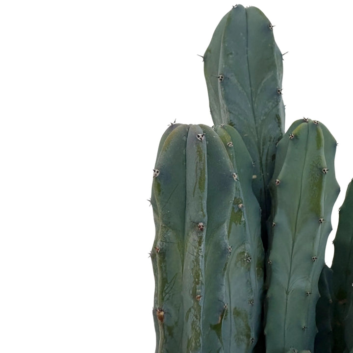 Dettaglio ravvicinato del Myrtillocactus Geometrizans con costolature verdi-blu




