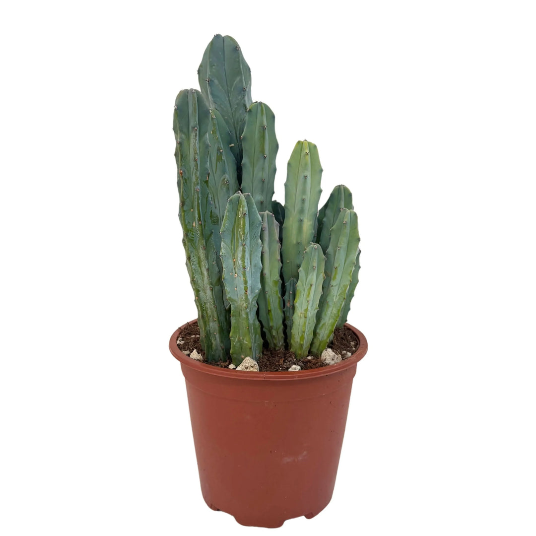 Cactus Myrtillocactus Geometrizans in vaso da 17 cm su sfondo bianco