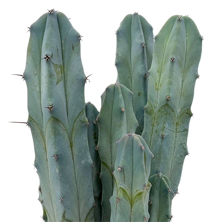 Particolare delle spine e della superficie cerosa del Myrtillocactus Geometrizans


