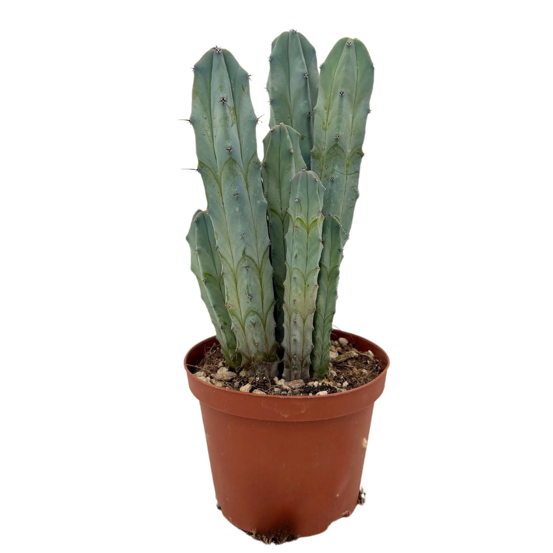 Pianta Myrtillocactus Geometrizans vista frontale in vaso marrone