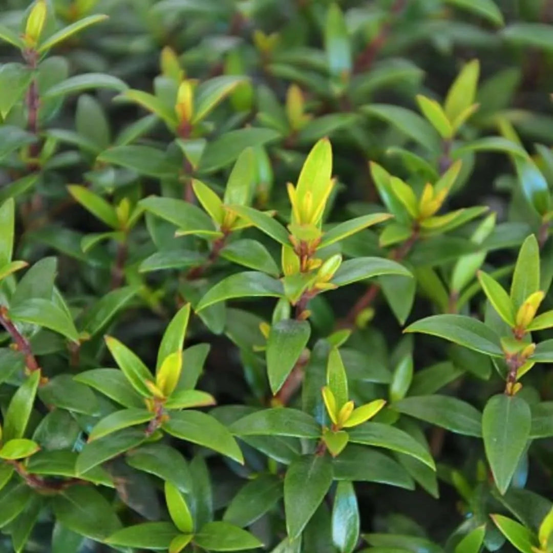 Myrtus microphylla D.24 H. 70 - i Giardini di Giulia