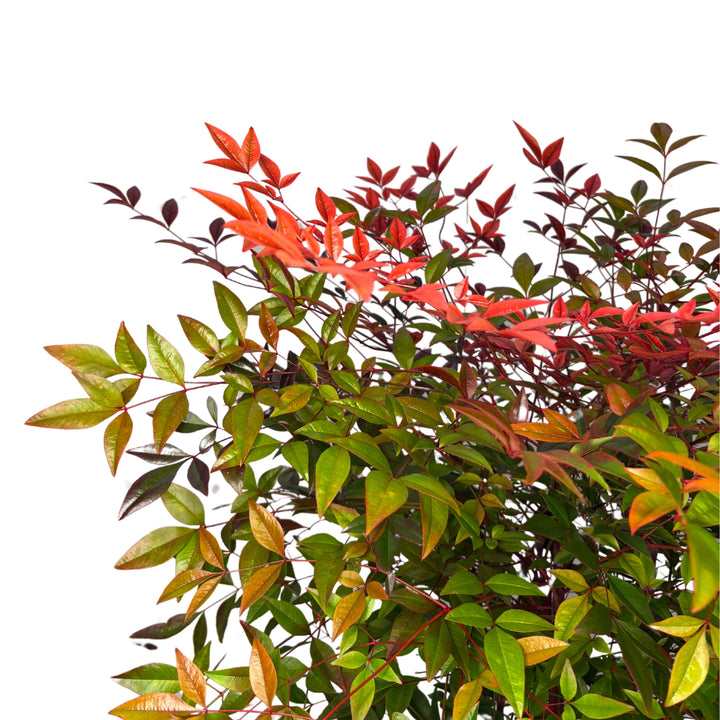 Nandina Domestica D. 24 CM H. 85 CM - i Giardini di Giulia