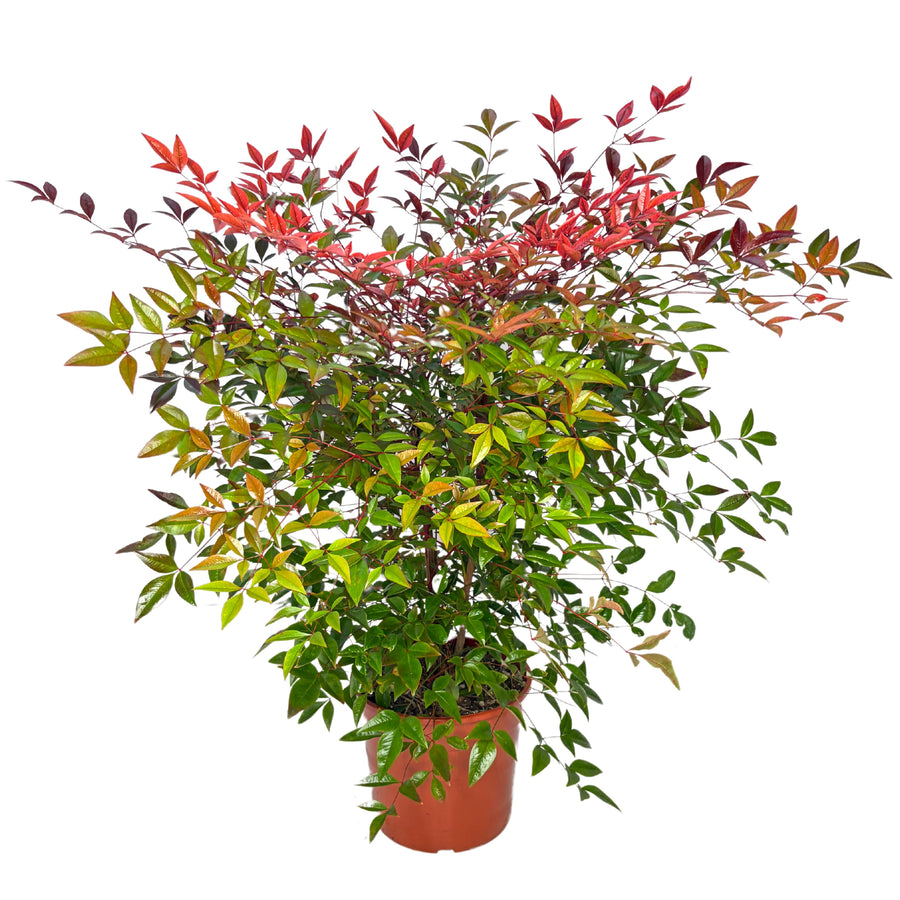 Nandina Domestica D. 24 CM H. 85 CM - i Giardini di Giulia