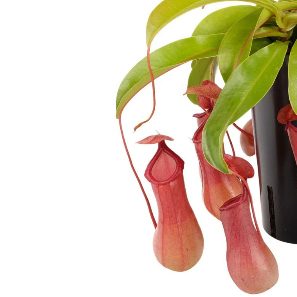 Nepenthes Alata D. 12 cm H. 30 cm - i Giardini di Giulia