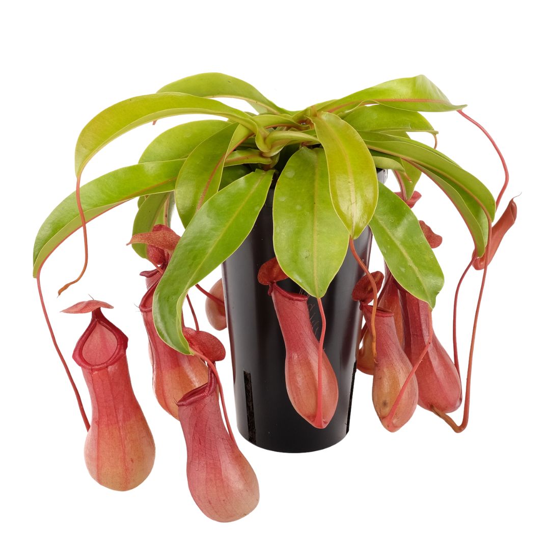 Nepenthes Alata D. 12 cm H. 30 cm - i Giardini di Giulia