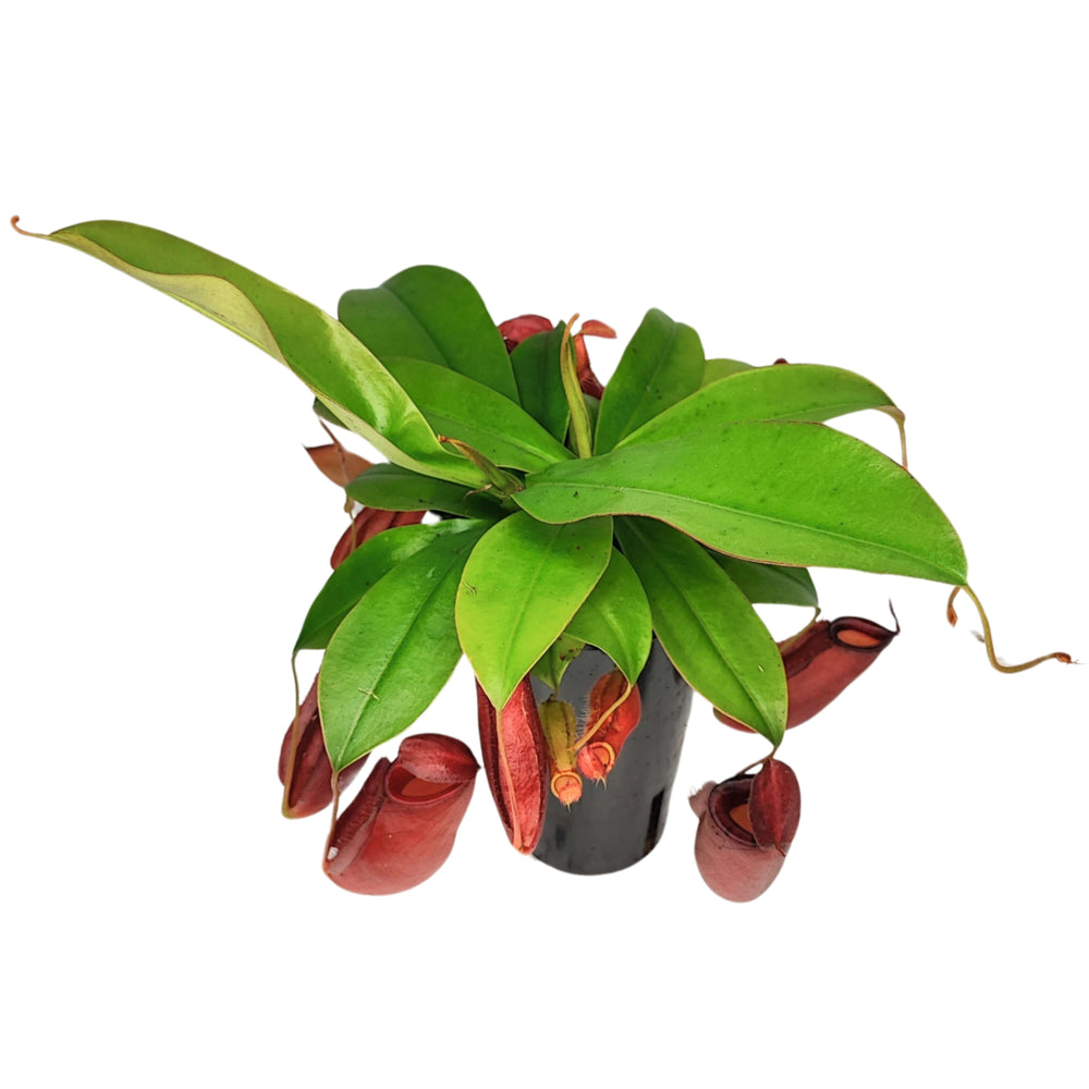 Nepenthes Bloody Mary Hanging altezza pianta 45 cm diametro vaso 11 cm - i Giardini di Giulia