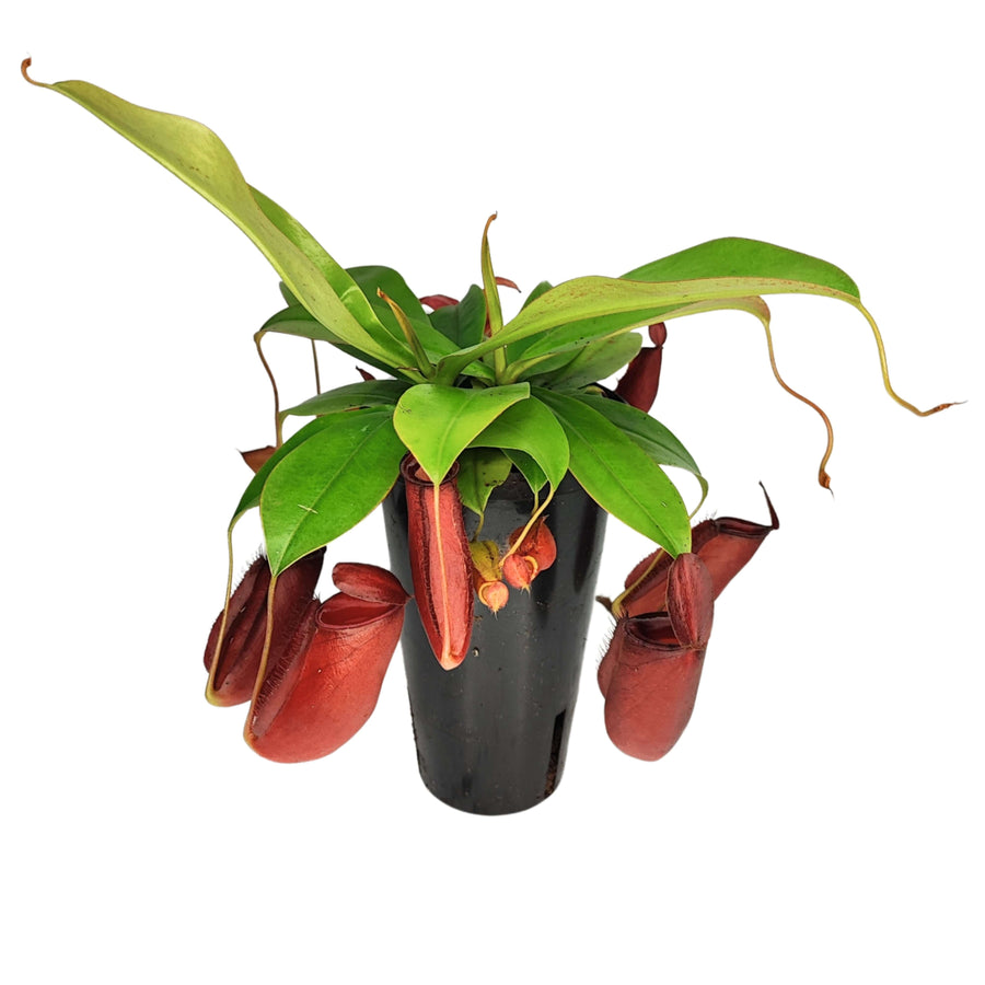 Nepenthes Bloody Mary Hanging altezza pianta 45 cm diametro vaso 11 cm - i Giardini di Giulia