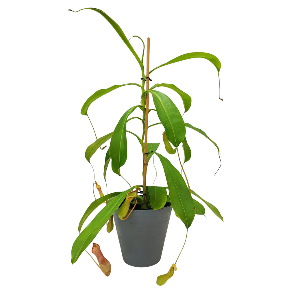 Nepenthes adulta in vaso grigio scuro, con numerosi ascidi pendenti e foglie lunghe, ideale per ambienti umidi e luminosi.