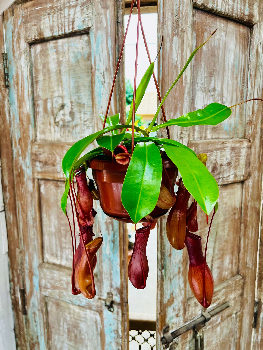 Nepenthes Pianta carnivora lunghezza 30/40 cm vaso basket diametro 15 cm - i Giardini di Giulia