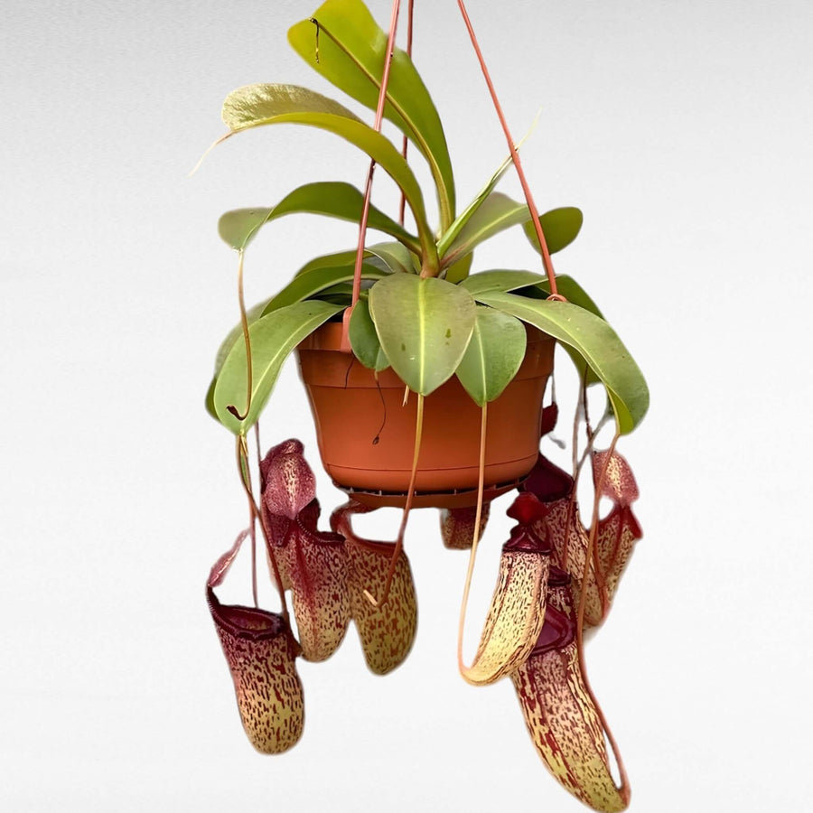 Nepenthes Pianta carnivora lunghezza 30/40 cm vaso basket diametro 15 cm - i Giardini di Giulia