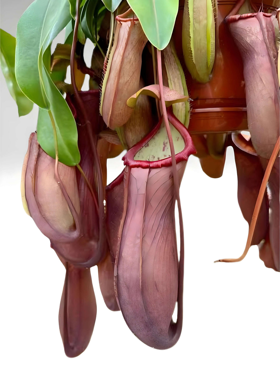 Nepenthes Pianta carnivora lunghezza 30/40 cm vaso basket diametro 15 cm - i Giardini di Giulia