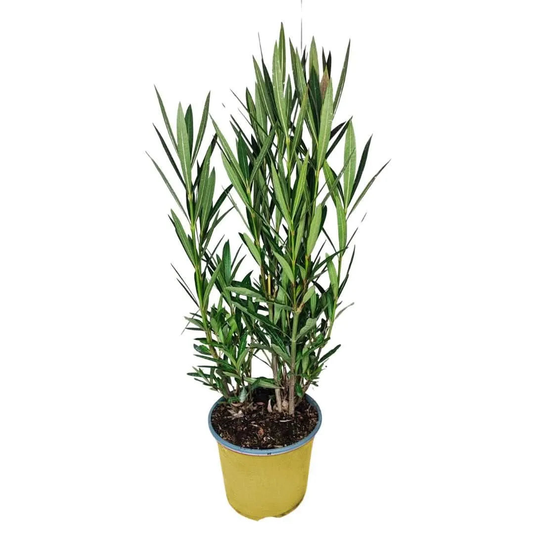 Oleandro in vaso giallo Ø 18 cm, altezza 65 cm – pianta mediterranea da esterno con foglie verdi strette, perfetta per terrazzi, balconi e giardini assolati.

