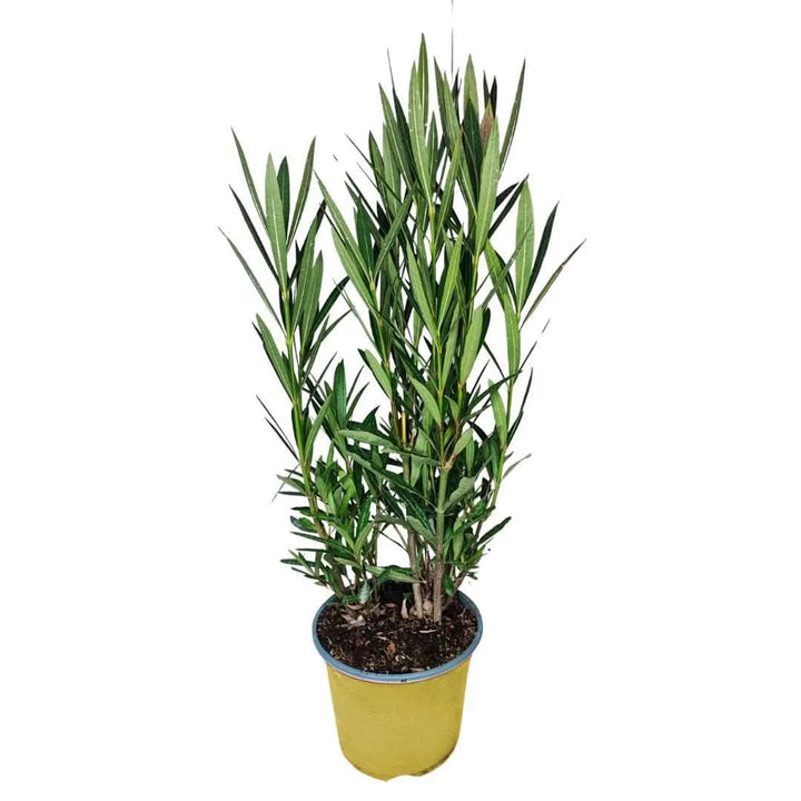 Oleandro in vaso giallo Ø 18 cm, altezza 65 cm – pianta mediterranea da esterno con foglie verdi strette, perfetta per terrazzi, balconi e giardini assolati.
