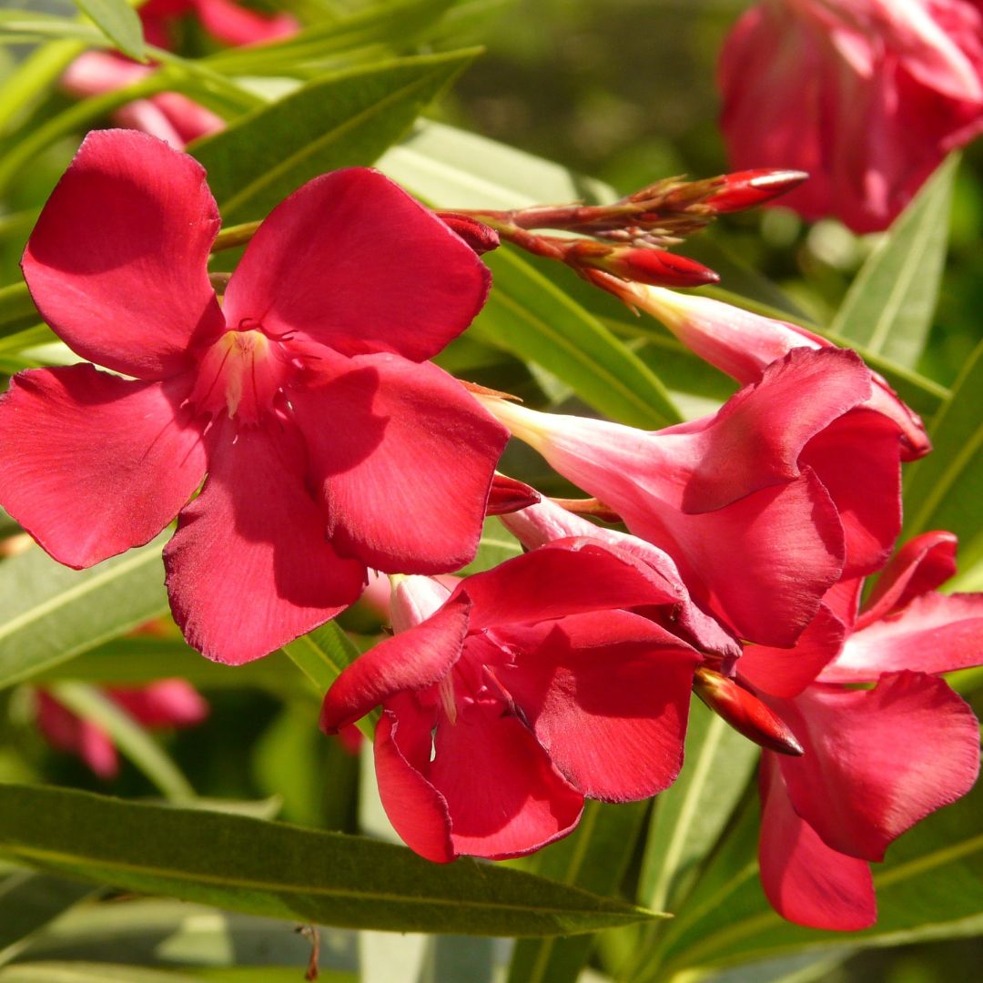 Nerium oleander D.18 H.65 - i Giardini di Giulia