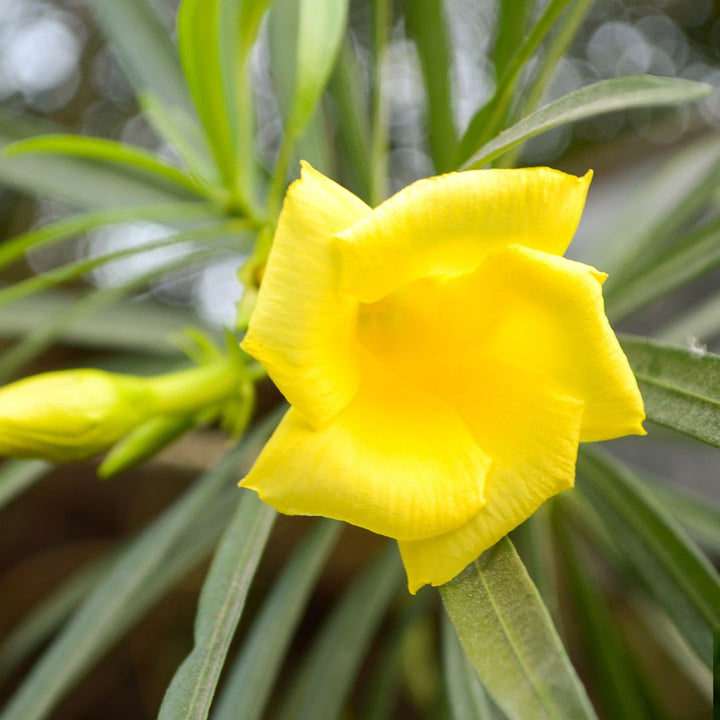 Nerium oleander D.18 H.65 - i Giardini di Giulia