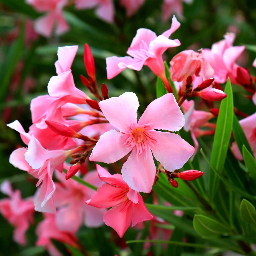 Nerium oleander D.18 H.65 - i Giardini di Giulia