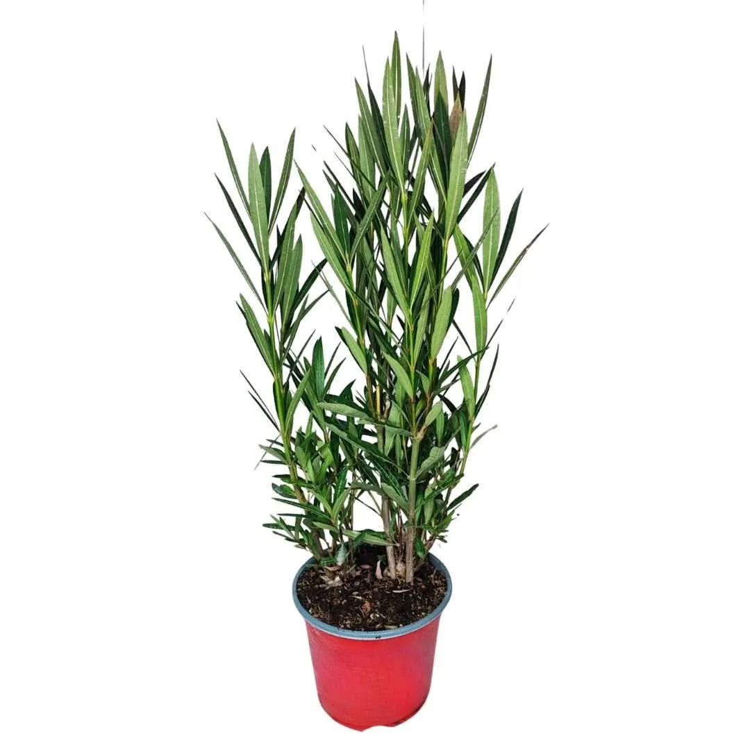 Oleandro in vaso rosso Ø 18 cm, altezza 65 cm, pianta mediterranea sempreverde da esterno con foglie lanceolate verdi, ideale per terrazzi, balconi e giardini.
