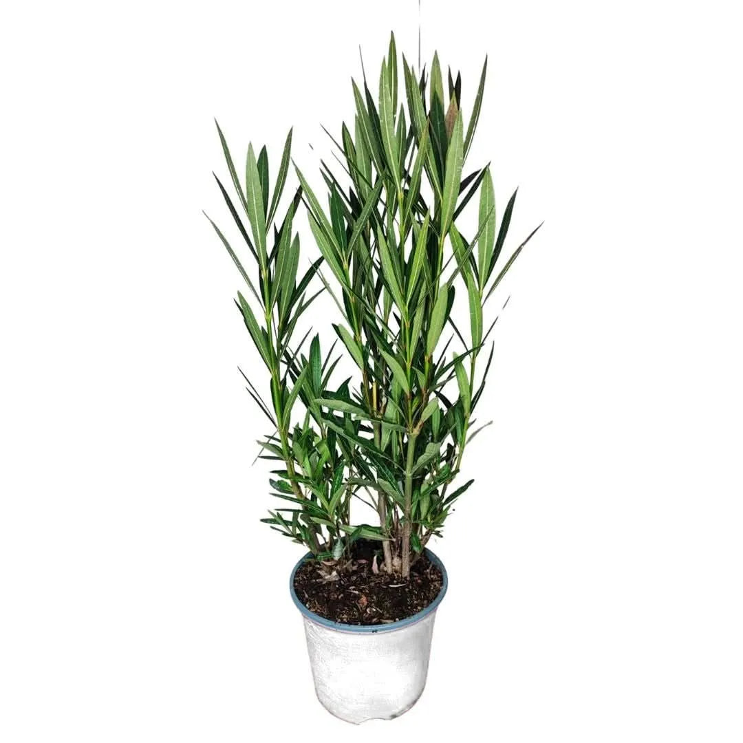 Oleandro in vaso bianco Ø 18 cm, altezza 65 cm – pianta da esterno con foglie verdi lanceolate, ideale per terrazzi e giardini mediterranei.

