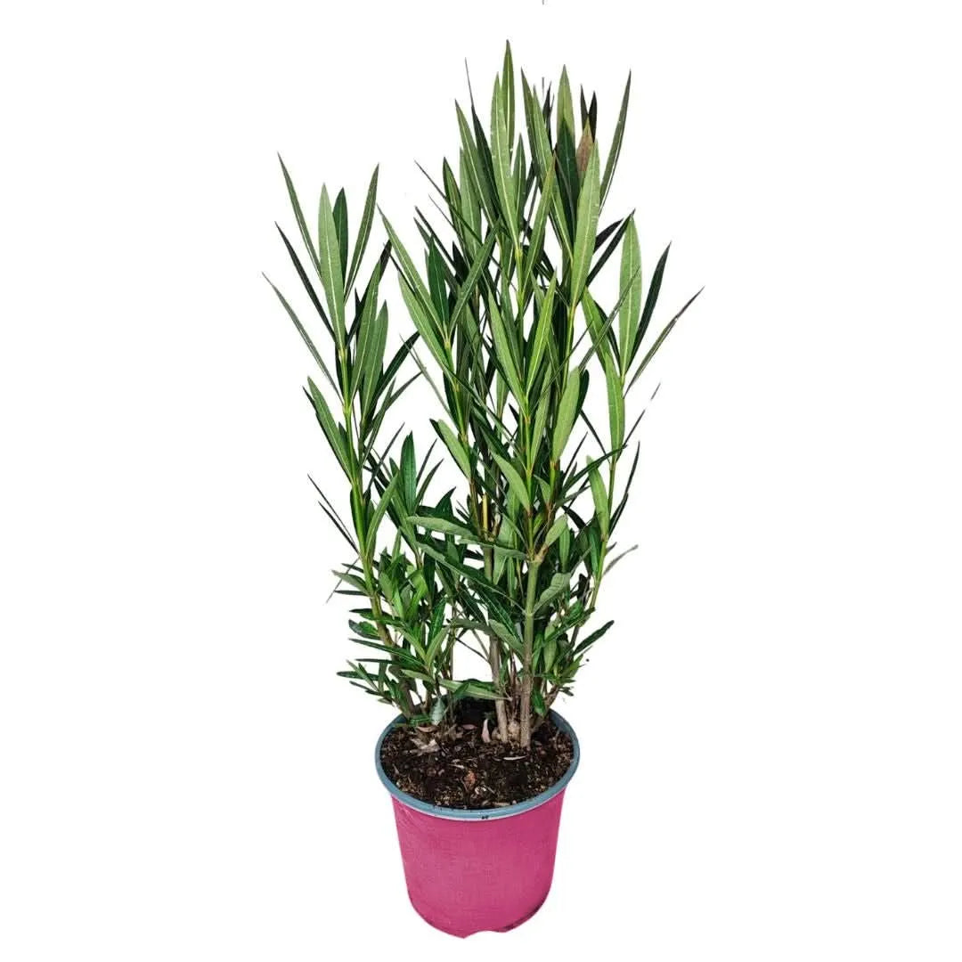 Pianta di Oleandro in vaso rosa Ø 18 cm, altezza 65 cm, con foglie verdi allungate. Arbusto mediterraneo decorativo per esterni, resistente a sole e vento.
