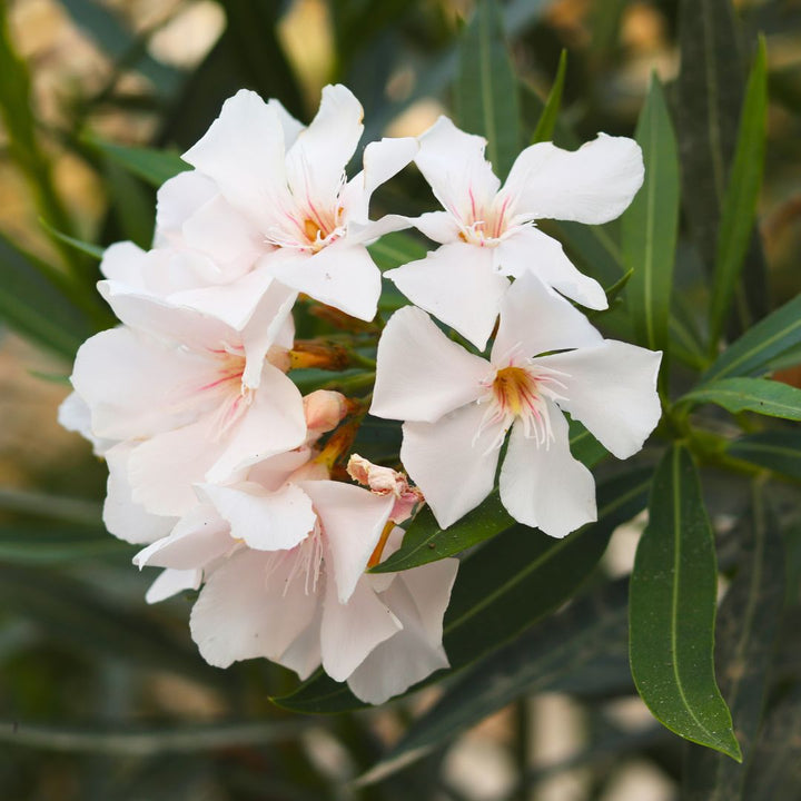 Nerium oleander D.18 H.65 - i Giardini di Giulia