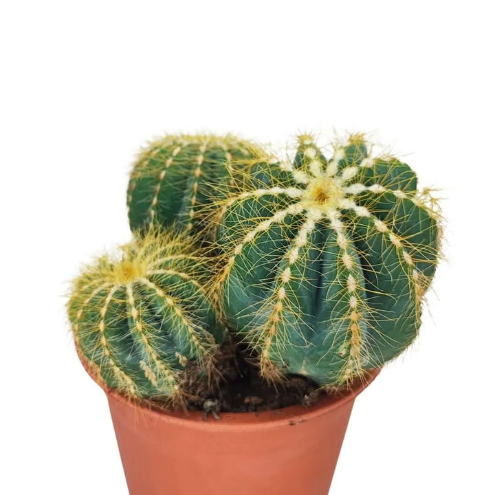 Dettaglio ravvicinato di Notocactus con spine radiali su sfondo bianco