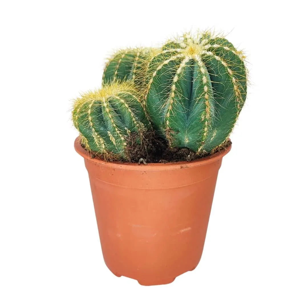 Pianta di Notocactus in vaso da 17 cm, con fusti globosi e spine dorate