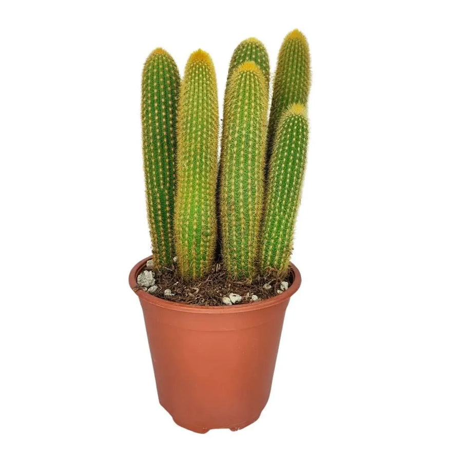 Pianta di Notocactus Leninghausii in vaso da 17 cm, con fusti colonnari verdi e spine dorate.

