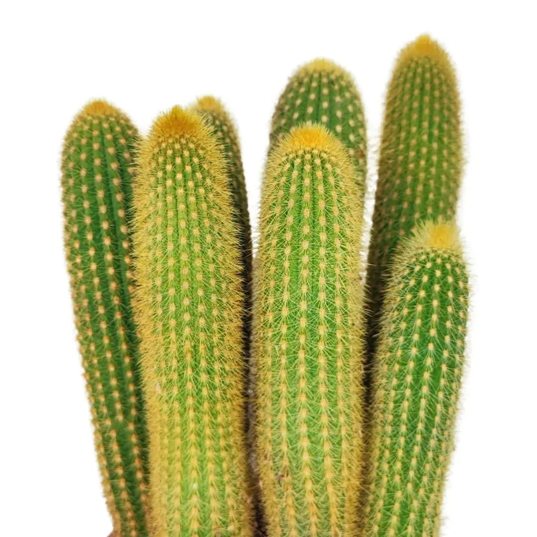 Dettaglio ravvicinato delle spine giallo oro del Notocactus Leninghausii, con superficie verde brillante.

