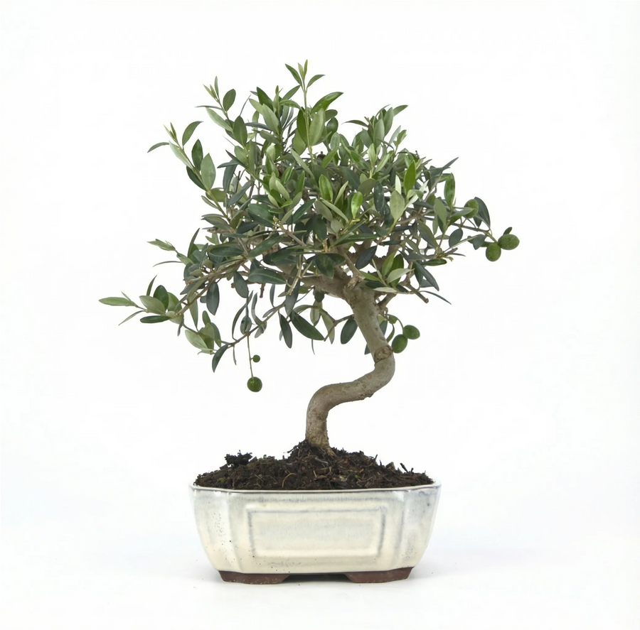 Bonsai Olivo Olea Europaea 9 anni - esemplare con piccole olive verdi in vaso rettangolare bianco