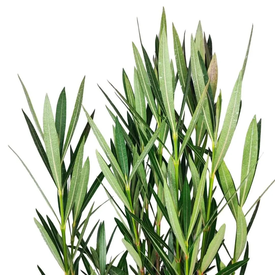 Dettaglio foglie di Oleandro verde intenso

