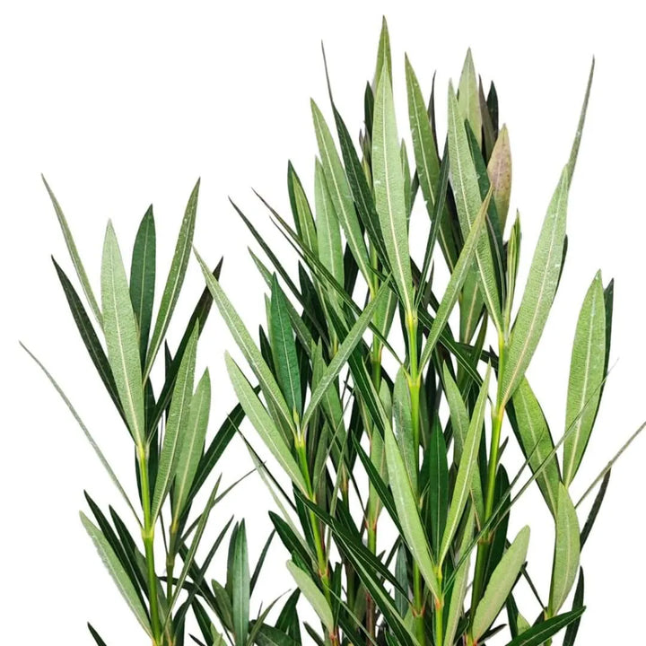 Dettaglio foglie di Oleandro verde intenso

