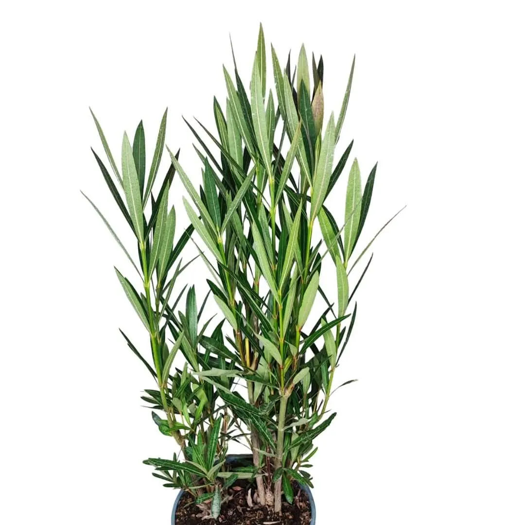 Oleandro in vaso diametro 18 cm e altezza 65 cm, con fogliame verde lanceolato, varietà compatta per esterni.