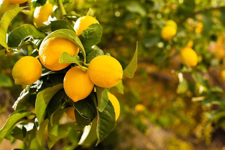 Olio di neem pronto uso 750 ml , Protezione naturale - i Giardini di Giulia