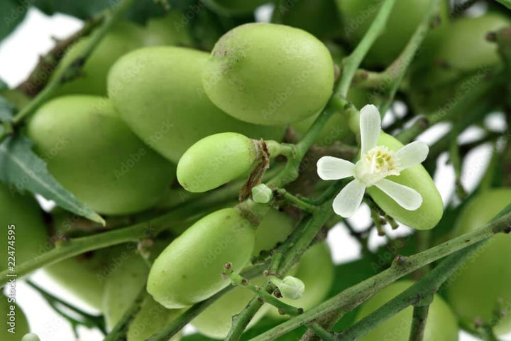 Olio di neem pronto uso 750 ml , Protezione naturale - i Giardini di Giulia