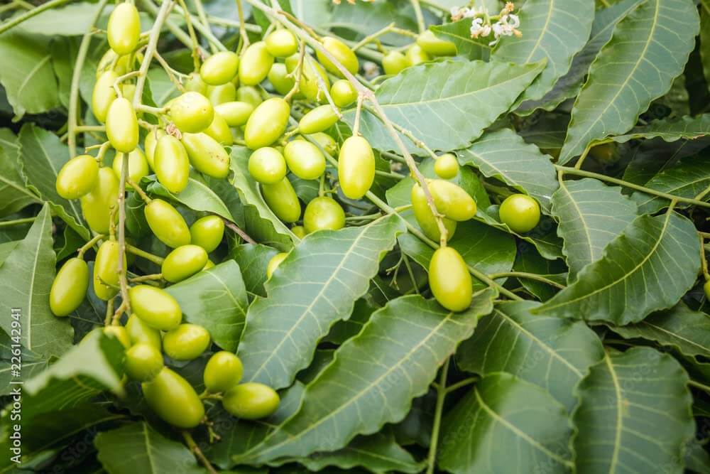 Olio di neem pronto uso 750 ml , Protezione naturale - i Giardini di Giulia