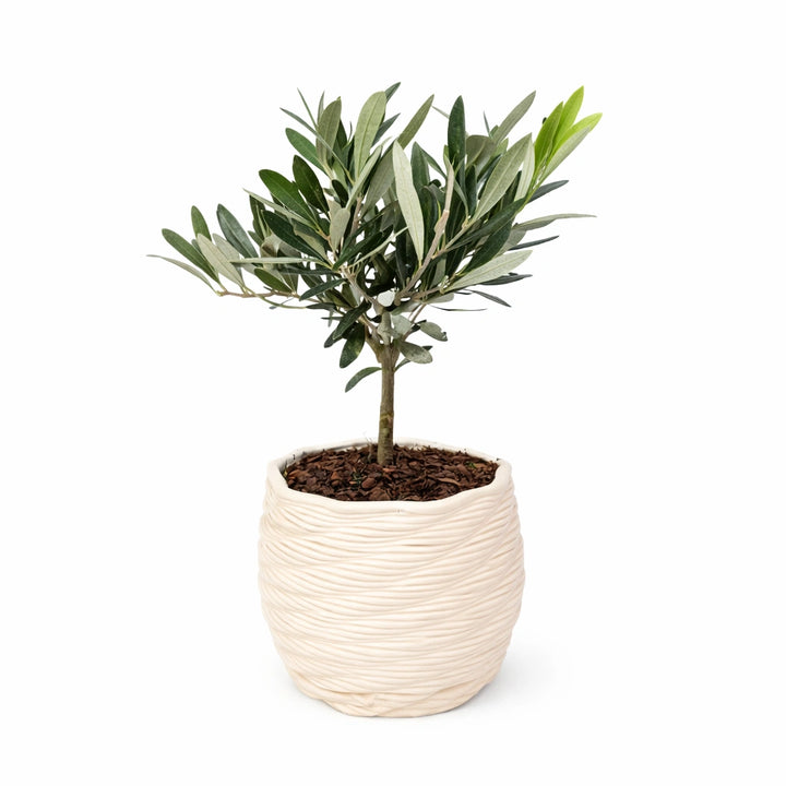 Bonsai olivo in vaso di ceramica artigianale Carina D.14 cm