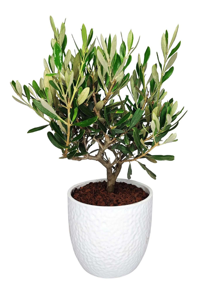 Olivo Bonsai - Altezza Pianta 40 cm, Vaso di Ceramica 'Boston' Diametro 13 cm - i Giardini di Giulia