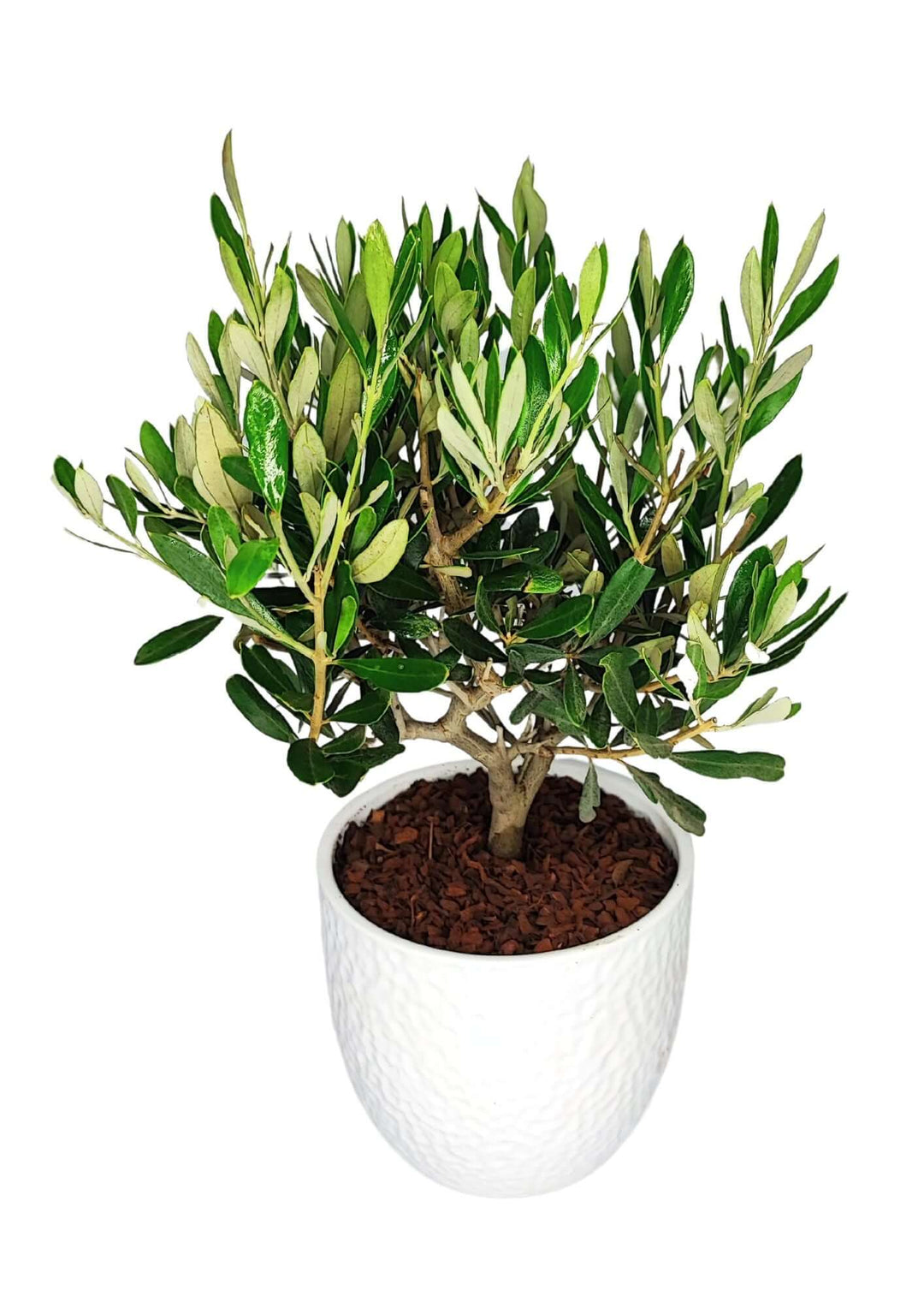 Olivo Bonsai - Altezza Pianta 40 cm, Vaso di Ceramica 'Boston' Diametro 13 cm - i Giardini di Giulia