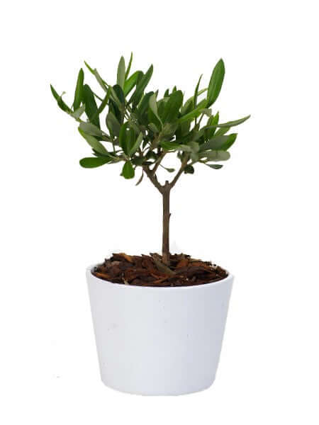 Olivo Bonsai - Altezza Pianta 40 cm, Vaso di Ceramica 'Dallas' Diametro 13 cm - i Giardini di Giulia