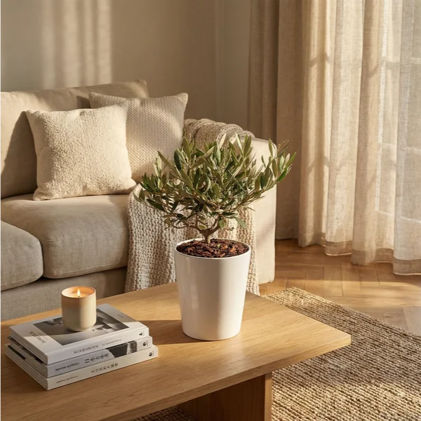 Bonsai olivo Dallas Midi su tavolino rovere soggiorno japandi divano lino beige golden hour