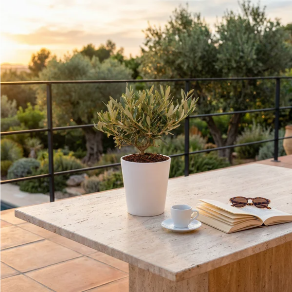 Bonsai olivo Dallas Midi su tavolo travertino terrazza mediterranea tramonto dorato